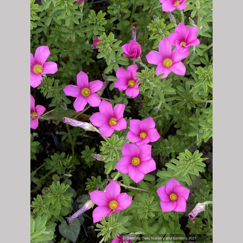 Oxalis hirta, Trailing Oxalis