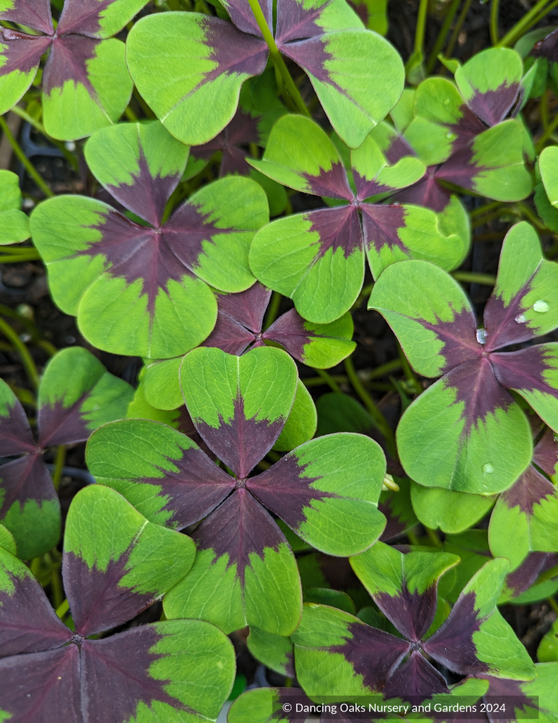 Oxalis tetraphylla 'Iron Cross', Shamrock Dancing Oaks Nursery and