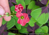 Perennials ~ Oxalis tetraphylla 'Iron Cross', Shamrock ~ Dancing Oaks Nursery and Gardens ~ Retail Nursery ~ Mail Order Nursery