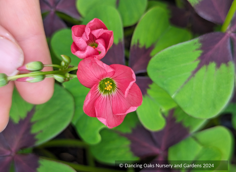 Perennials ~ Oxalis tetraphylla 'Iron Cross', Shamrock ~ Dancing Oaks Nursery and Gardens ~ Retail Nursery ~ Mail Order Nursery