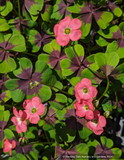 Perennials ~ Oxalis tetraphylla 'Iron Cross', Shamrock ~ Dancing Oaks Nursery and Gardens ~ Retail Nursery ~ Mail Order Nursery