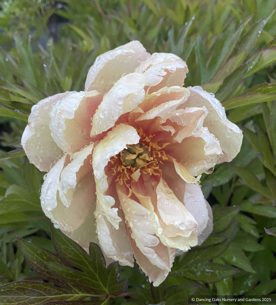 Paeonia x 'Singing in the Rain', Itoh Peony – Dancing Oaks Nursery and  Gardens