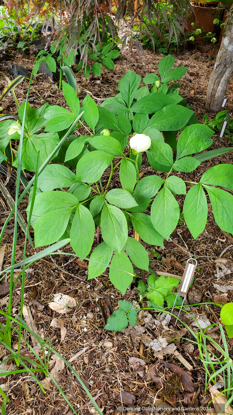 Paeonia japonica, Herbaceous Peony or Japanese Peony