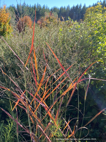 Grasses ~ Panicum virgatum 'Hot Rod' PP26074, Hot Rod Switchgrass ~ Dancing Oaks Nursery and Gardens ~ Retail Nursery ~ Mail Order Nursery