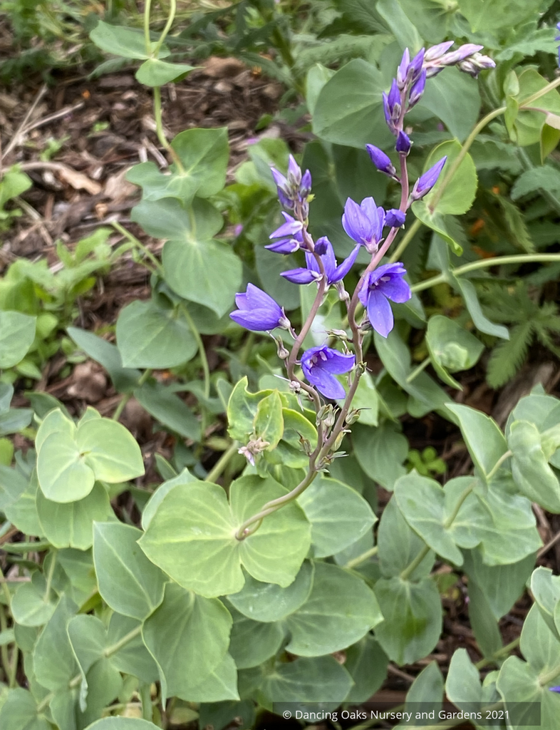 digger plant pot Parahebe perfoliata, Digger's Speedwell – Dancing Oaks Nursery and Gardens