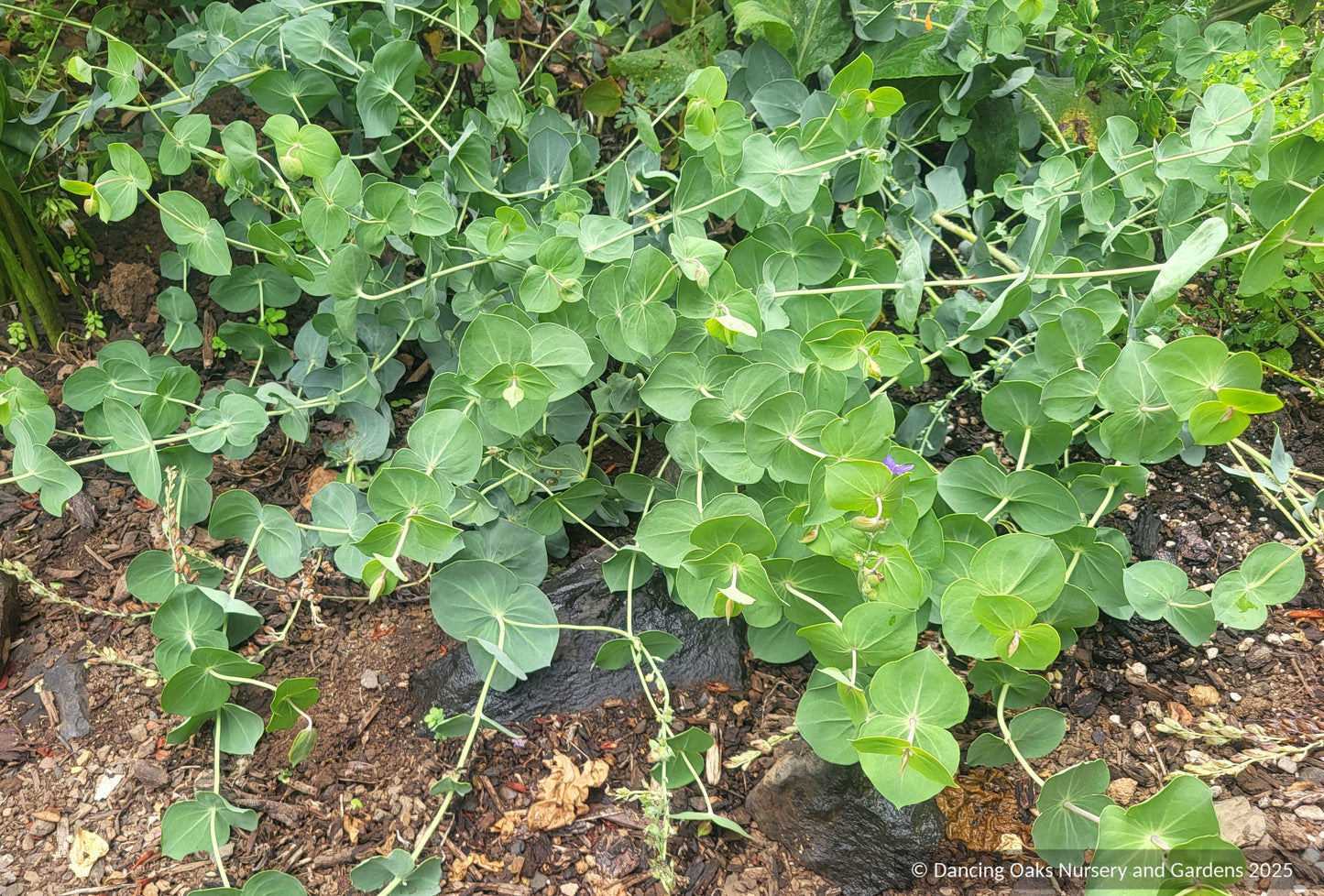 Parahebe perfoliata, Digger's Speedwell