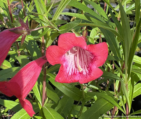 Penstemon 'King George V', Beard Tongue