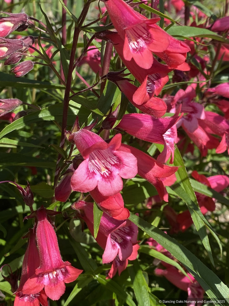 Penstemon 'King George V', Beard Tongue  Dancing Oaks Nursery and Gardens