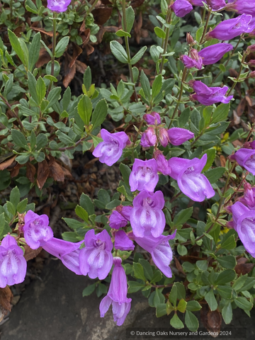 Perennials ~ Penstemon cardwellii x rupicola, Cliff Beard Tongue ~ Dancing Oaks Nursery and Gardens ~ Retail Nursery ~ Mail Order Nursery