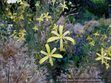 Asphodeline liburnica, Jacob's Rod