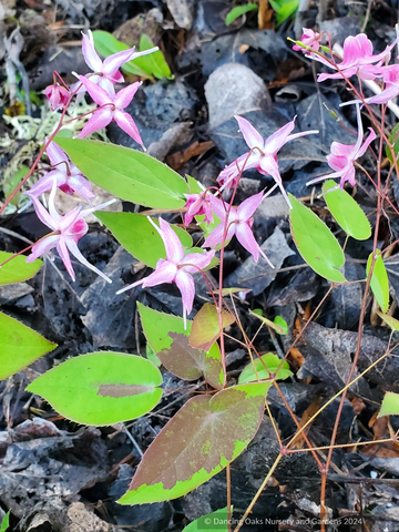 Epimedium x 'Flamingo Dancer', Barrenwort