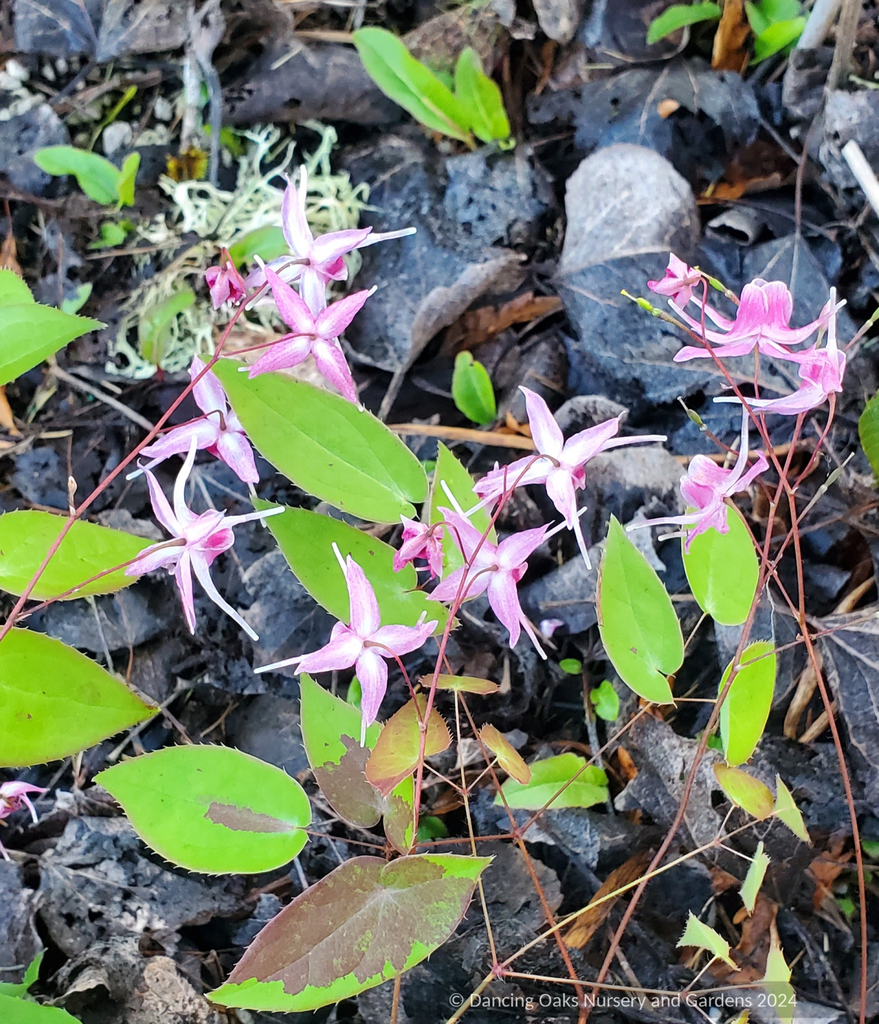 ✨お得15種MIX【356】エリン　フィリカ　マグノリア　雲竜　ソロモン　生花 Epimedium 'Flamingo Dancer', Fairy Wings – Dancing Oaks Nursery