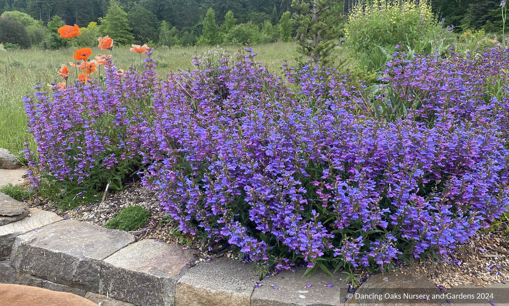 Penstemon 'Catherine de la Mare', Beard Tongue – Dancing Oaks Nursery and  Gardens