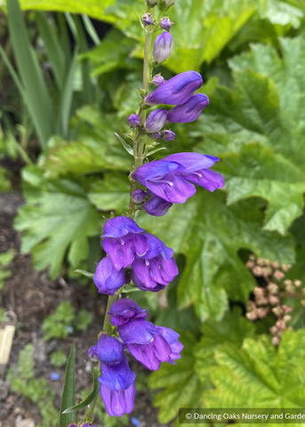 Perennials ~ Penstemon strictus, Rocky Mountain Penstemon ~ Dancing Oaks Nursery and Gardens ~ Retail Nursery ~ Mail Order Nursery