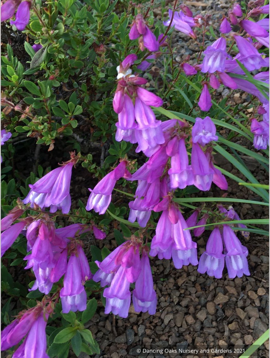 Penstemon cardwellii x rupicola, Cliff Beard Tongue