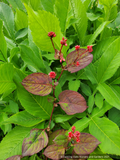 Persicaria chinensis var. ovalifolia 'Indian Summer'