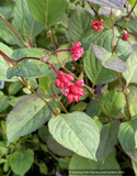 Perennials ~ Persicaria chinensis var. ovalifolia 'Indian Summer' ~ Dancing Oaks Nursery and Gardens ~ Retail Nursery ~ Mail Order Nursery
