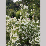 Philadelphus 'Belle Etoile', Mock Orange