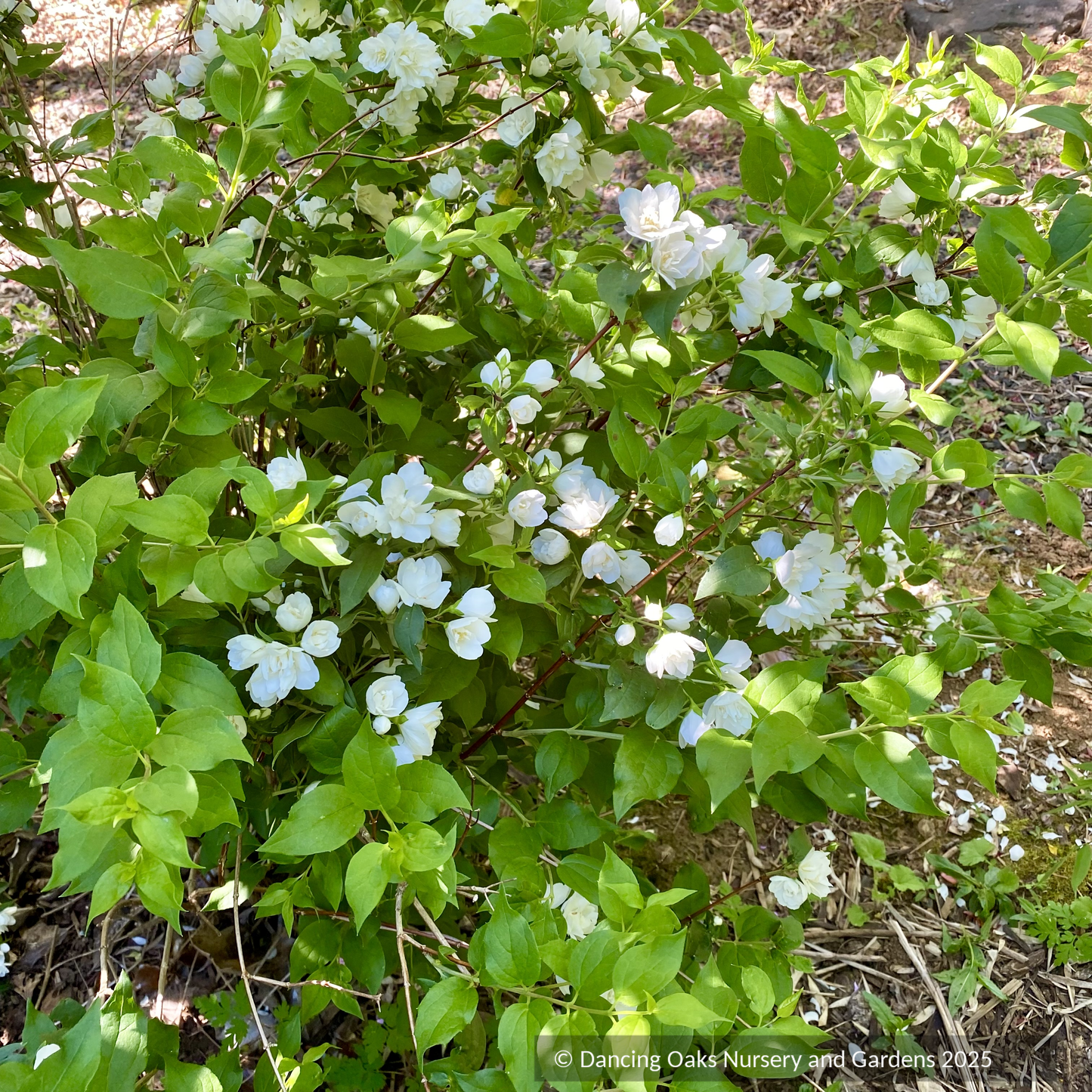 Shrubs ~ Philadelphus 'Manteau d'Hermine', Mock Orange ~ Dancing Oaks Nursery and Gardens ~ Retail Nursery ~ Mail Order Nursery