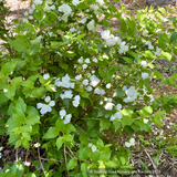 Shrubs ~ Philadelphus 'Manteau d'Hermine', Mock Orange ~ Dancing Oaks Nursery and Gardens ~ Retail Nursery ~ Mail Order Nursery
