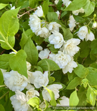 Shrubs ~ Philadelphus 'Manteau d'Hermine', Mock Orange ~ Dancing Oaks Nursery and Gardens ~ Retail Nursery ~ Mail Order Nursery