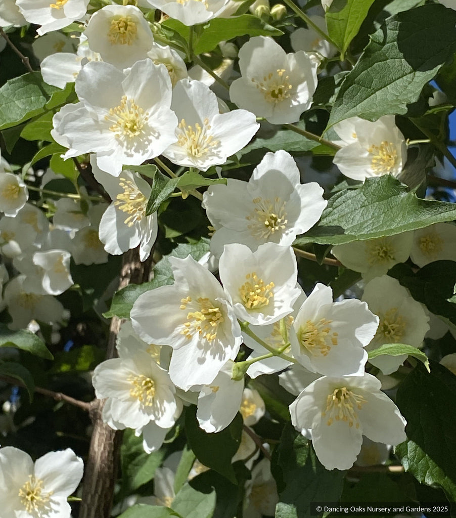Philadelphus laxiflorus (syn. P. brachybotrys 'Laxiflorus', P