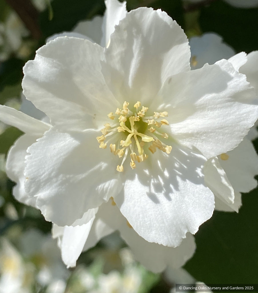 新政 NEXT FIVE Hyogei Momo 2018春霞 Philadelphus laxiflorus (syn. P. brachybotrys 'Laxiflorus', P