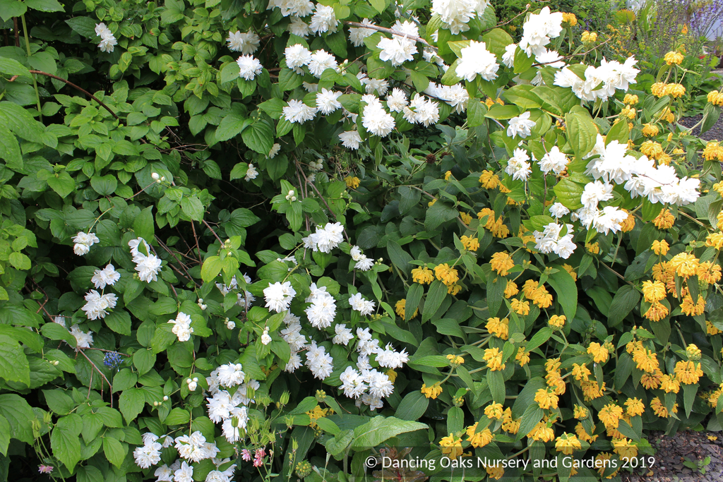 Philadelphus x 'Minnesota Snowflake', Mock Orange – Dancing Oaks