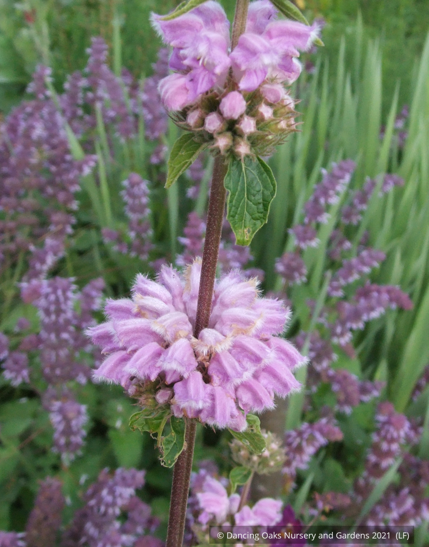 Perennials ~ Phlomis cashmeriana, Kashmir Sage ~ Dancing Oaks Nursery and Gardens ~ Retail Nursery ~ Mail Order Nursery