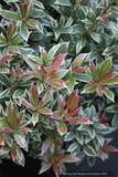 Shrubs ~ Pieris japonica 'Little Heath', Dwarf Japanese Andromeda ~ Dancing Oaks Nursery and Gardens ~ Retail Nursery ~ Mail Order Nursery