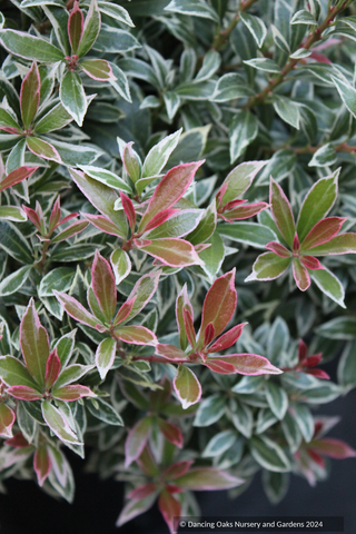 Shrubs ~ Pieris japonica 'Little Heath', Dwarf Japanese Andromeda ~ Dancing Oaks Nursery and Gardens ~ Retail Nursery ~ Mail Order Nursery