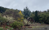 Trees ~ Pinus contorta var. latifolia 'Chief Joseph', Dwarf Lodgepole Pine ~ Dancing Oaks Nursery and Gardens ~ Retail Nursery ~ Mail Order Nursery