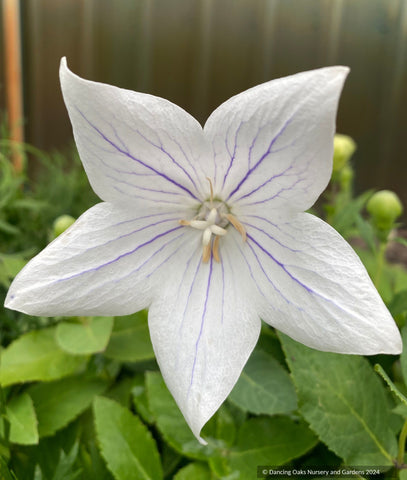 Perennials ~ Platycodon grandiflorus 'Fairy Snow', balloon flower ~ Dancing Oaks Nursery and Gardens ~ Retail Nursery ~ Mail Order Nursery