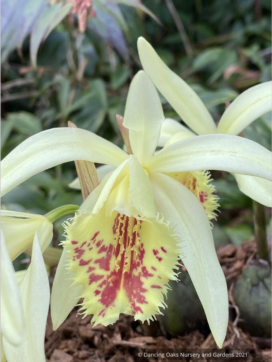 Pleione x confusa 'Golden Gate', Hardy Orchid