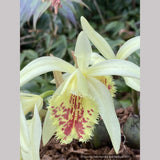 Pleione x confusa 'Golden Gate', Hardy Orchid