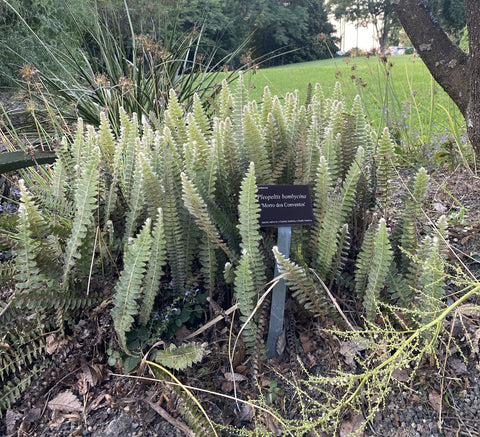 Ferns ~ Pleopeltis lepidopteris 'Morro dos Conventos' ~ Dancing Oaks Nursery and Gardens ~ Retail Nursery ~ Mail Order Nursery