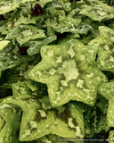 Perennials ~ Podophyllum 'Galaxy', Chinese Mayapple ~ Dancing Oaks Nursery and Gardens ~ Retail Nursery ~ Mail Order Nursery