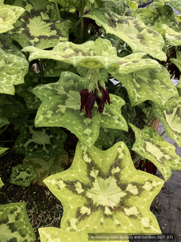Perennials ~ Podophyllum 'Galaxy', Chinese Mayapple ~ Dancing Oaks Nursery and Gardens ~ Retail Nursery ~ Mail Order Nursery