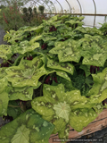 Perennials ~ Podophyllum 'Galaxy', Chinese Mayapple ~ Dancing Oaks Nursery and Gardens ~ Retail Nursery ~ Mail Order Nursery