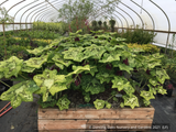 Perennials ~ Podophyllum 'Galaxy', Chinese Mayapple ~ Dancing Oaks Nursery and Gardens ~ Retail Nursery ~ Mail Order Nursery