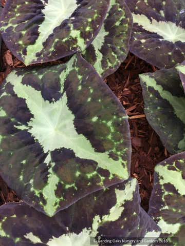 Perennials ~ Podophyllum chengii 'Hunan', Chinese Mayapple ~ Dancing Oaks Nursery and Gardens ~ Retail Nursery ~ Mail Order Nursery
