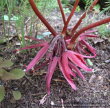 Perennials ~ Podophyllum delavayi, Delavayi's Chinese Mayapple ~ Dancing Oaks Nursery and Gardens ~ Retail Nursery ~ Mail Order Nursery