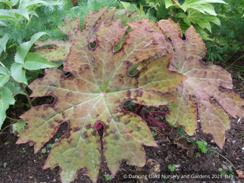 Perennials ~ Podophyllum delavayi, Delavayi's Chinese Mayapple ~ Dancing Oaks Nursery and Gardens ~ Retail Nursery ~ Mail Order Nursery