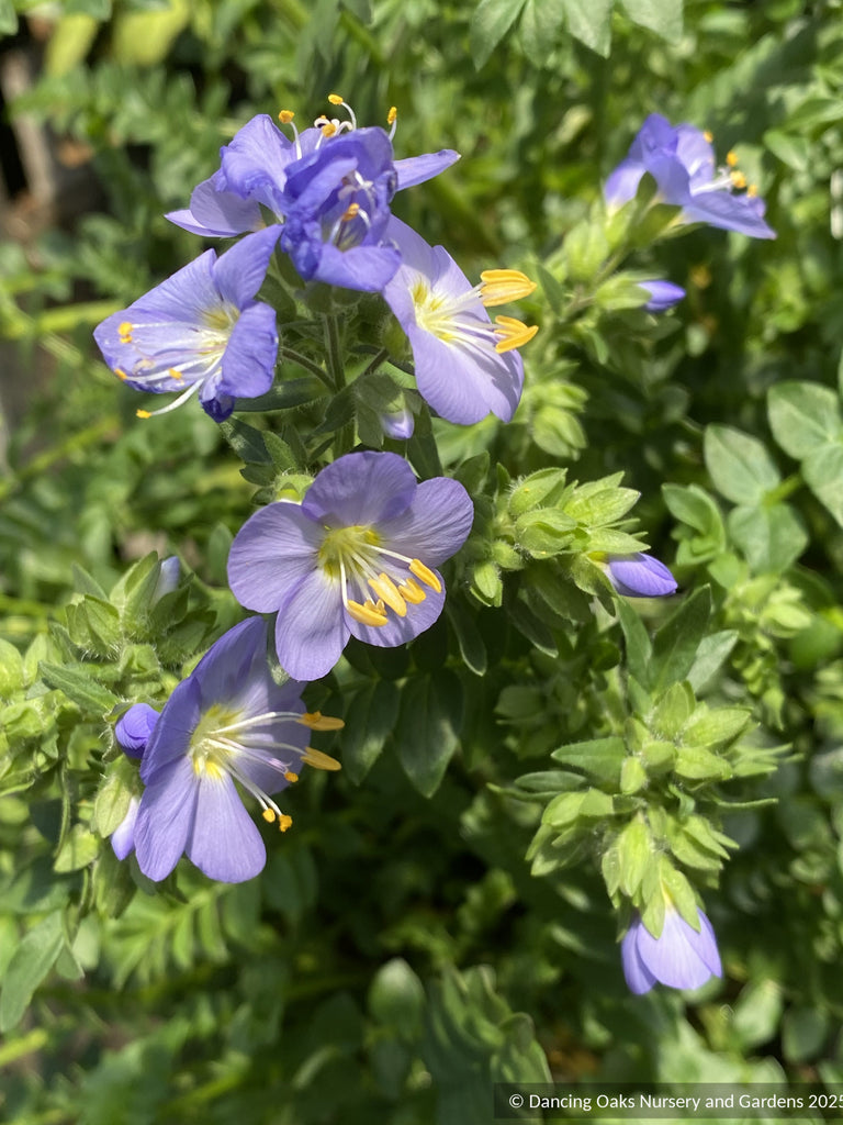 Polemonium 'Hurricane Ridge', Hurricane Ridge Jacob's Ladder