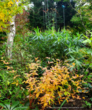 Perennials ~ Porteranthus trifoliatus (syn. Gillenia trifoliata), Bowman's Root ~ Dancing Oaks Nursery and Gardens ~ Retail Nursery ~ Mail Order Nursery
