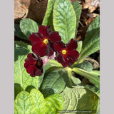 Perennials ~ Primula polyanthus 'Garnet Cowichan', Primrose ~ Dancing Oaks Nursery and Gardens ~ Retail Nursery ~ Mail Order Nursery