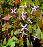 Epimedium fargesii 'Pink Constellation', Barrenwort