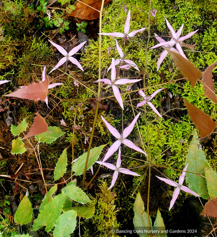 Epimedium fargesii 'Pink Constellation', Barrenwort