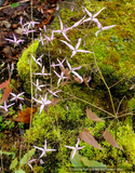 Epimedium fargesii 'Pink Constellation', Barrenwort