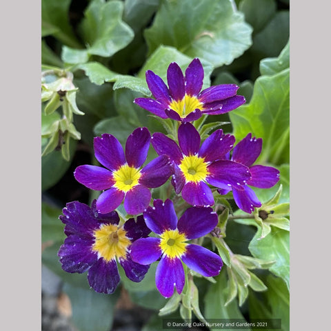 Perennials ~ Primula 'Oakleaf Blue', Primrose ~ Dancing Oaks Nursery and Gardens ~ Retail Nursery ~ Mail Order Nursery